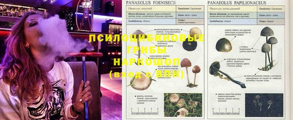 ешки Арсеньев